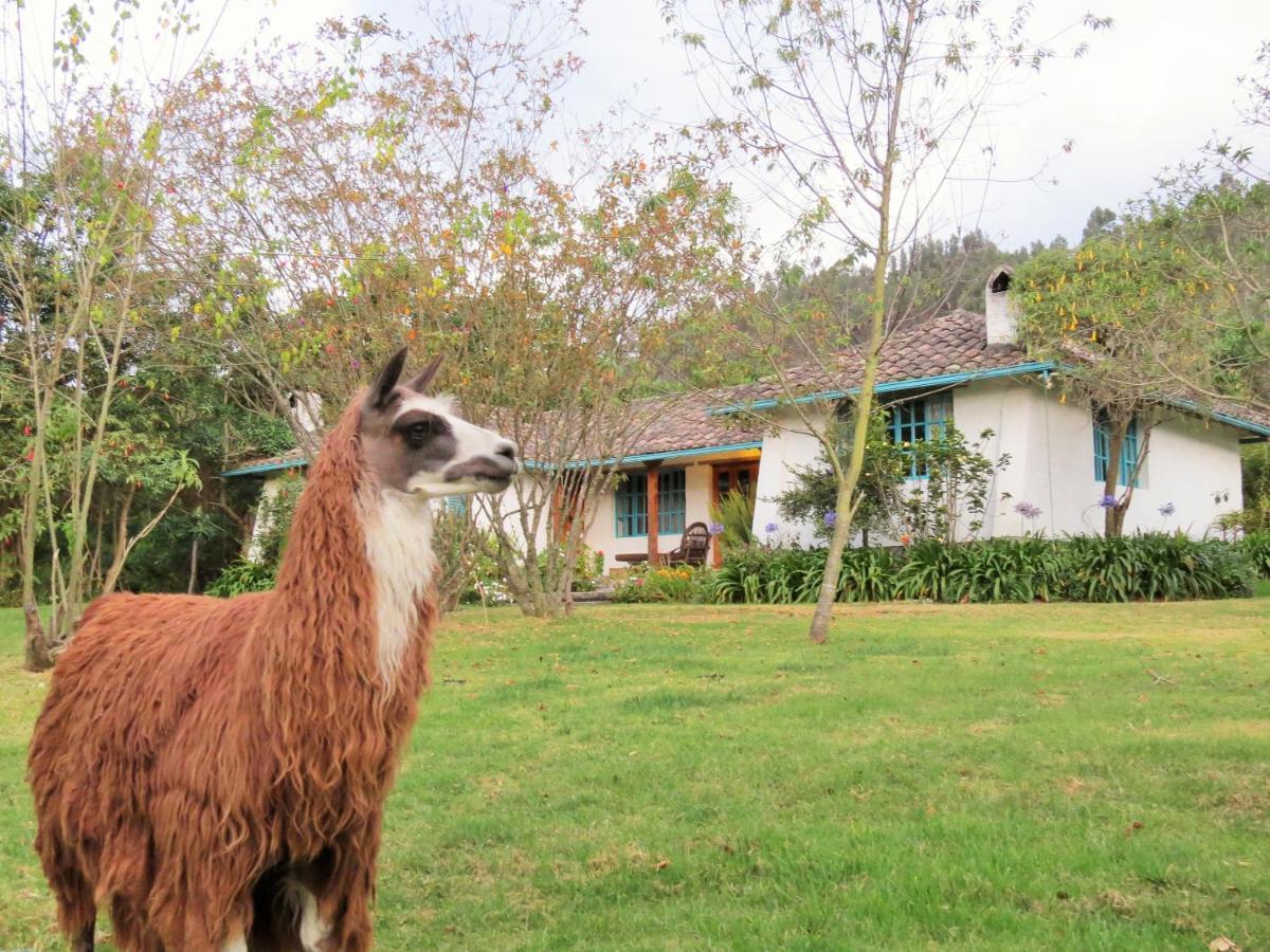 Las Palmeras Inn Otavalo Exterior foto